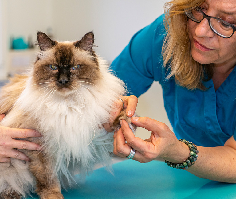 Consultations & hospitalisations