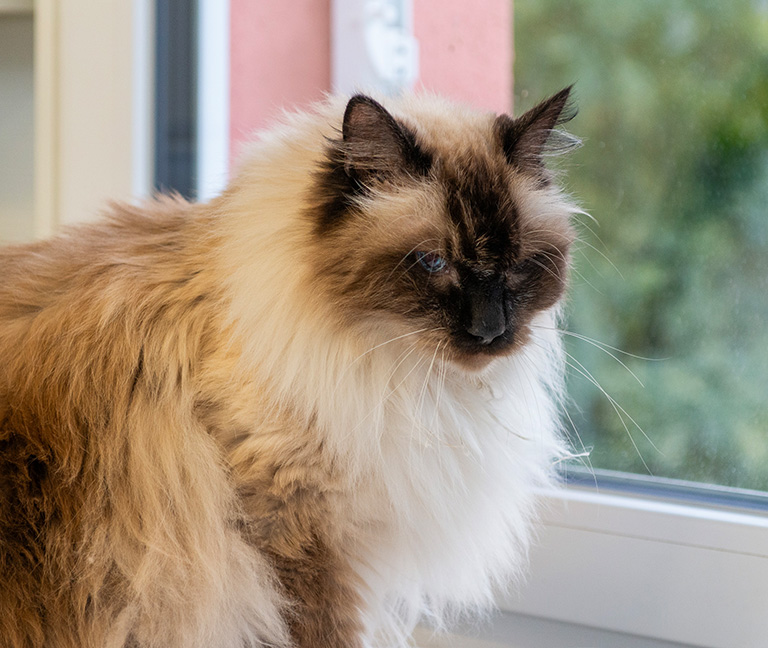 _Le-réseau-de-garde-vétérinaire-VetJordils