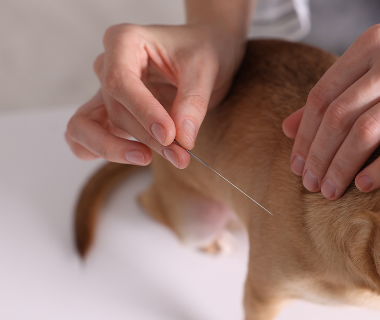 Médecine alternative