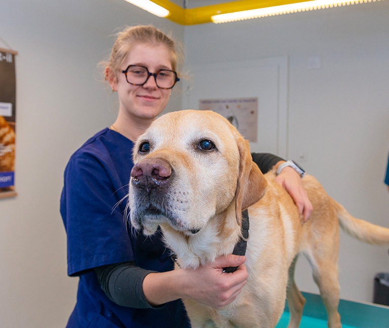 M&eacute;decine v&eacute;t&eacute;rinaire