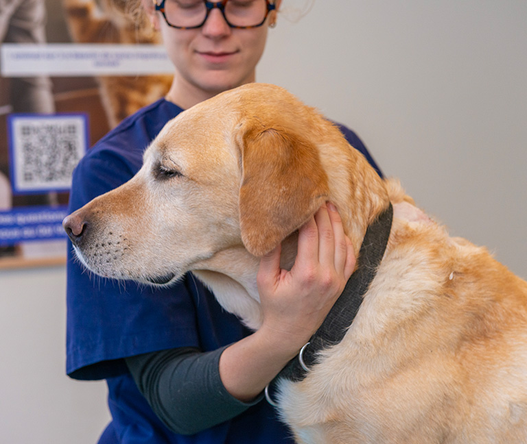 Notre mission : le bien-&ecirc;tre de votre animal