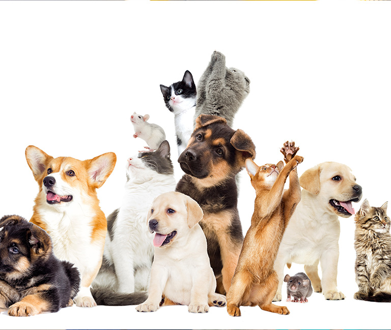 Protection des animaux