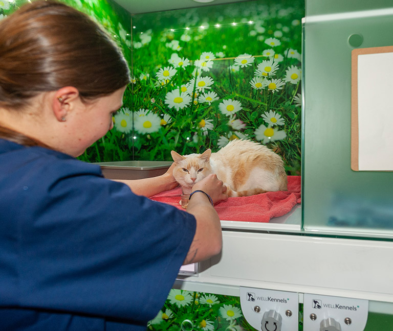 Consultations & hospitalisations VetJordils