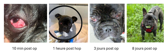 la récupération après l'opération du cherry eye chez le chien